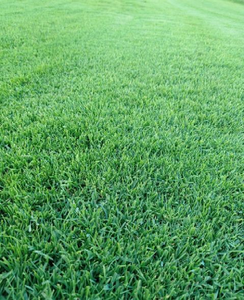 剪股颖草坪  精品草坪出售