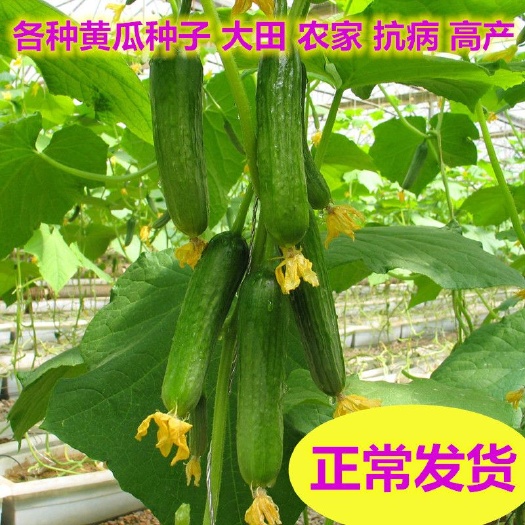 沭阳县津良秋瓜黄瓜种子水果黄瓜种籽四季夏春季秋冬盆栽阳台蔬菜种孑