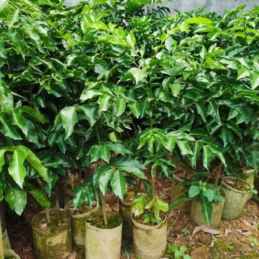 灵山县黄皮苗广西黑黄皮苗杯苗正品嫁接黑黄皮果苗