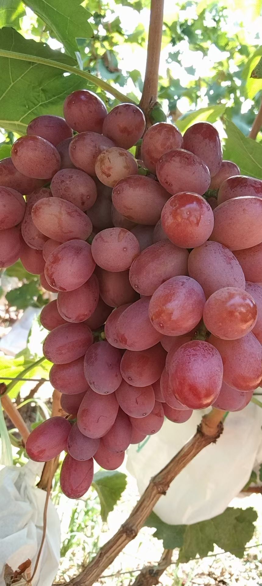 克伦生葡萄  云南高原无籽提克伦生口感甜颗粒大颜色好一手货源