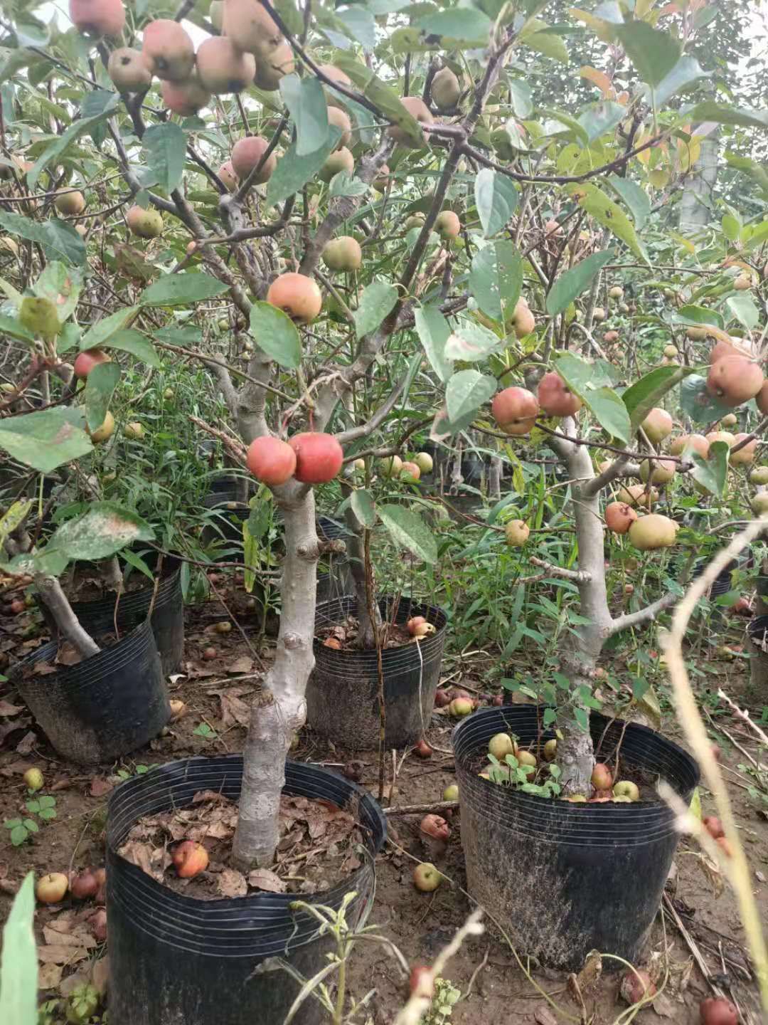 营养杯苹果树苗