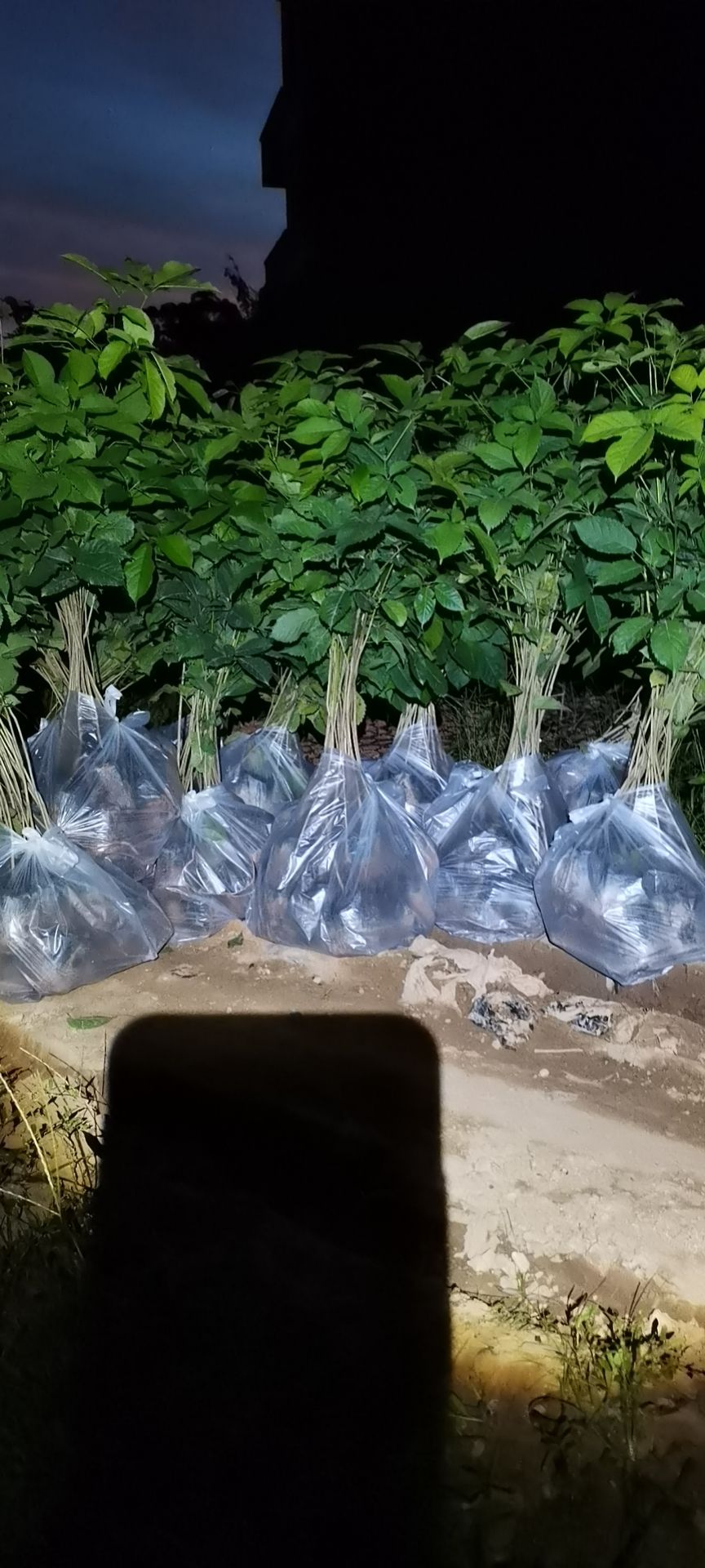 紫花风铃木，大绣球，快大品种