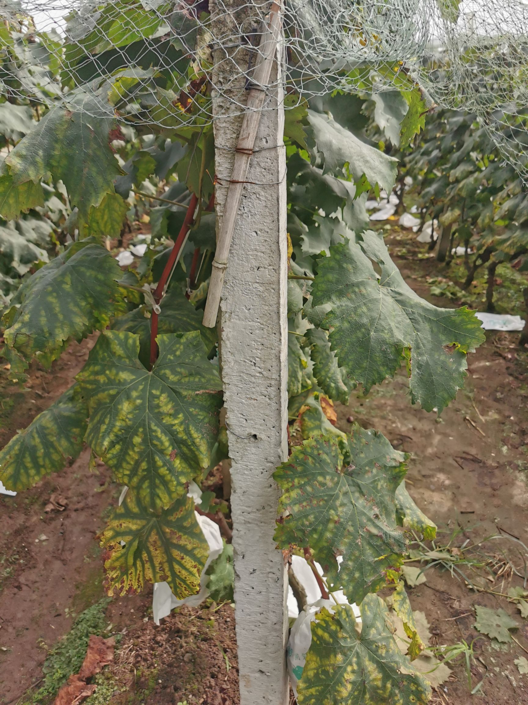 立柱  葡萄水泥柱