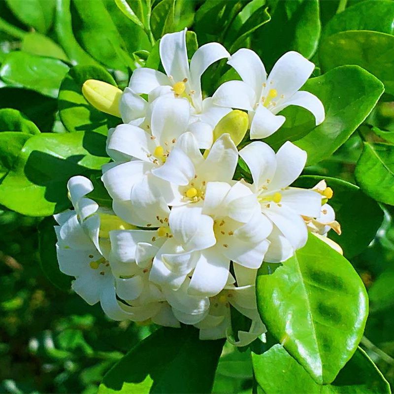 九里香盆栽包邮带花绿植盆栽九里香苗开花香气袭人驱蚊植物