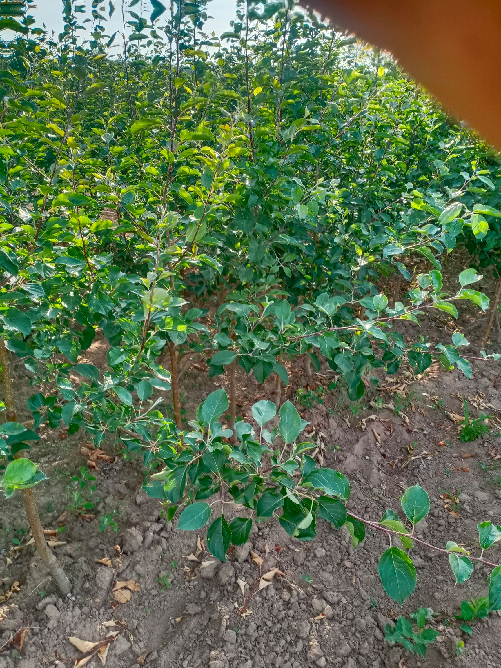 龙丰苹果苗  龙峰果树苗