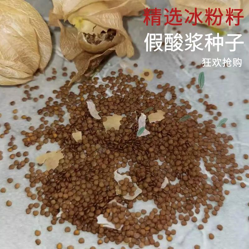 假酸浆，  精选冰粉籽，产地直发量大从优！