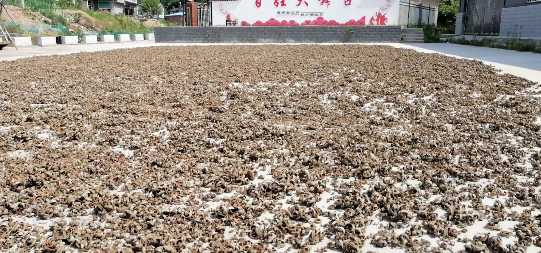 厚朴  无硫一手货源新品，皮厚含量高，欢迎前来订购。