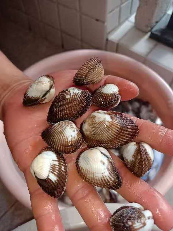 响螺肉 大量红螺 毛螺  毛蛤 螺肉 出售