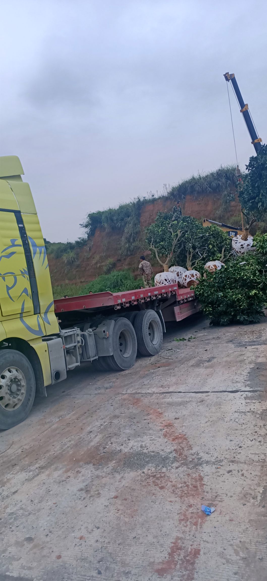 柚树苗  柚子树大量供应