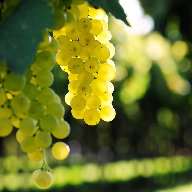 乌鲁木齐新疆无核白葡萄呈淡绿或黄绿色，一般来说偏黄的更甜