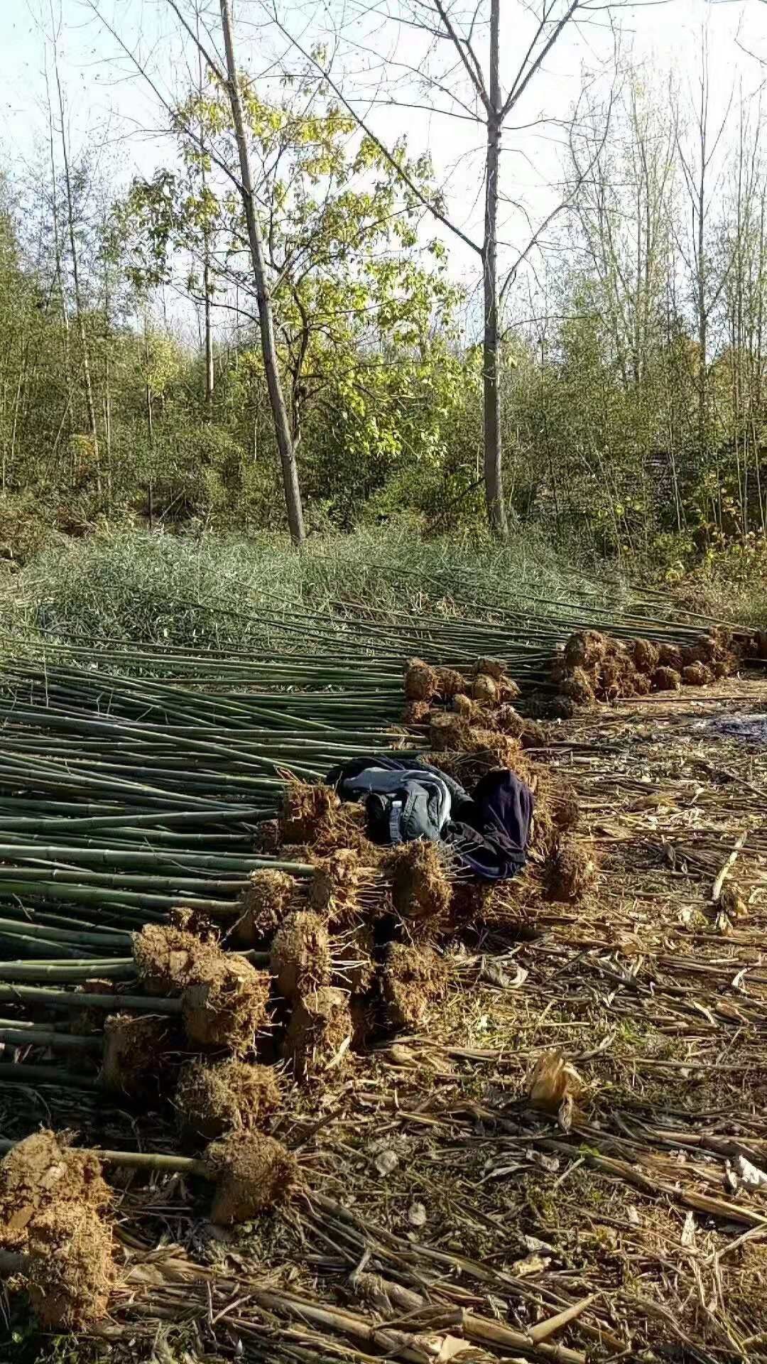 刚竹  竹苗， 淡竹，，旱园竹子，绿化竹苗 竹竿