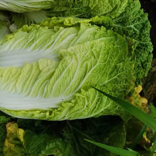 肇州县黑龙江大庆肇州黄心大白菜