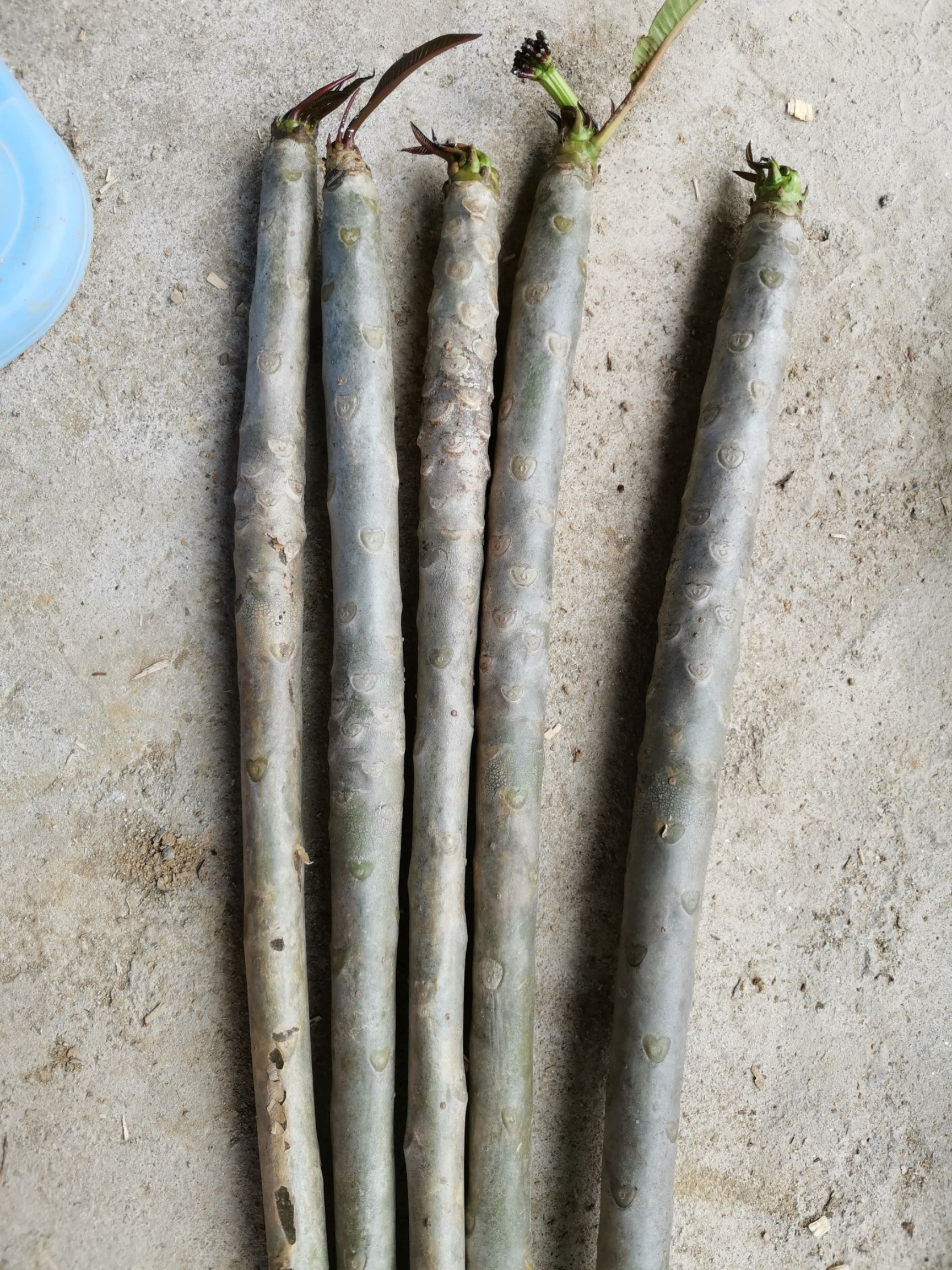 尖叶蓝花楹 鸡蛋花