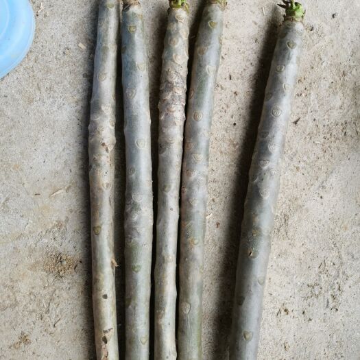 四会市尖叶蓝花楹 鸡蛋花