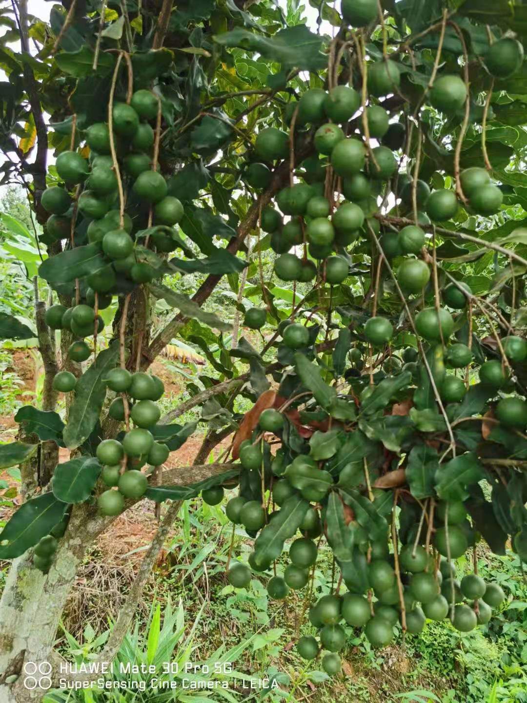 坚果包 云南澳洲坚果