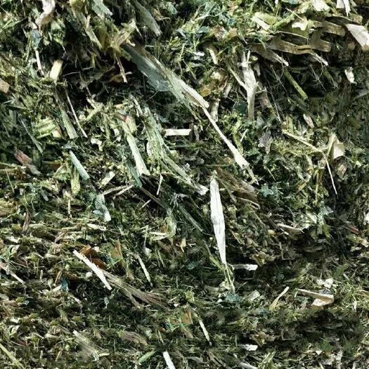 东明县玉米青贮 玉米青储价格电联为准