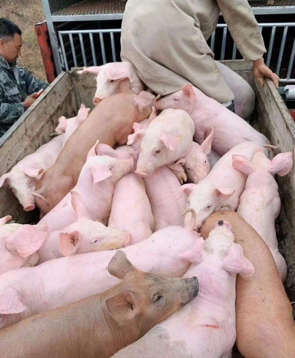 [长白仔猪批发]长白仔猪 山东猪场直供 保证健康 检疫到位 全国发货