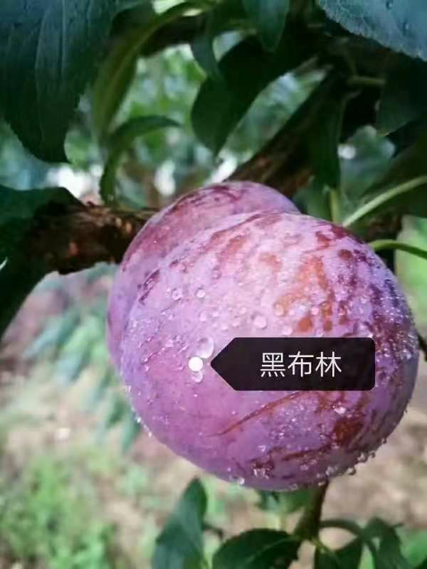 湖南文明半条被子水果之乡黑布李