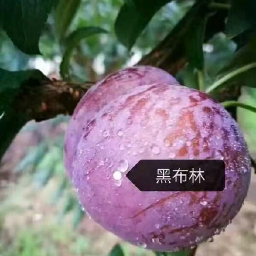汝城县湖南文明半条被子水果之乡黑布李