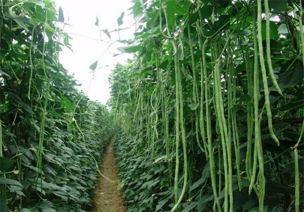 生物肥  豆角专用肥