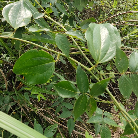 黄平县菝葜  金刚藤 大山深处的纯金刚藤
