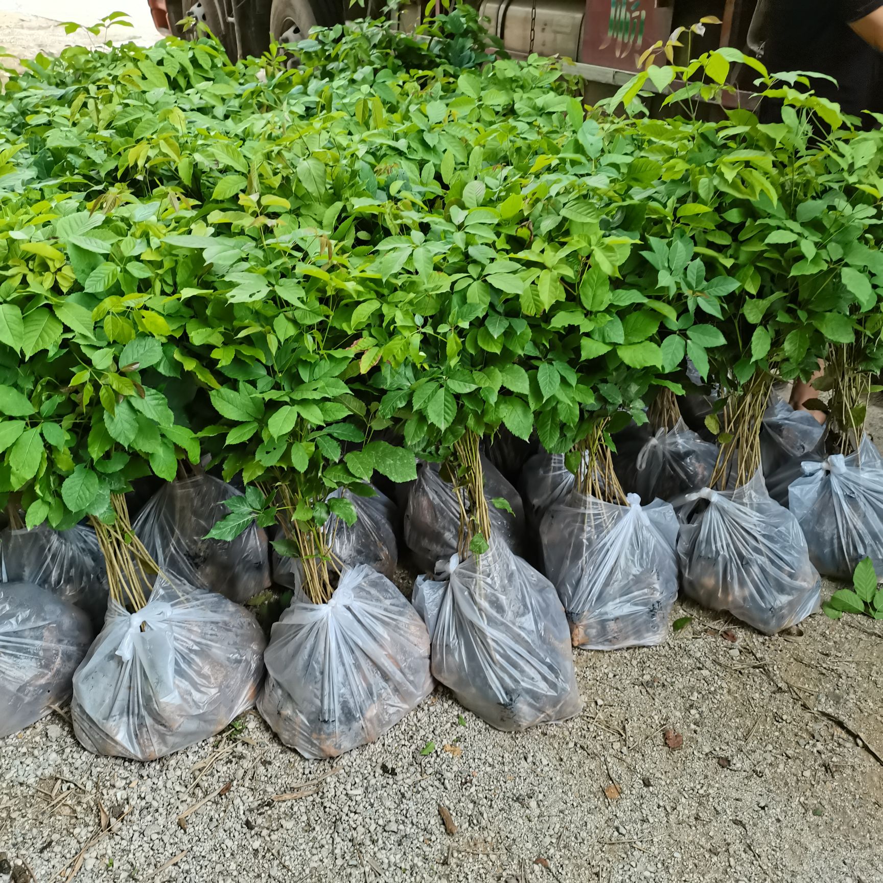 紫花风铃木，大绣球，快大品种