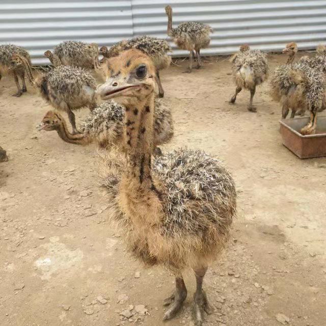  鸵鸟，成长速度快，环境简单