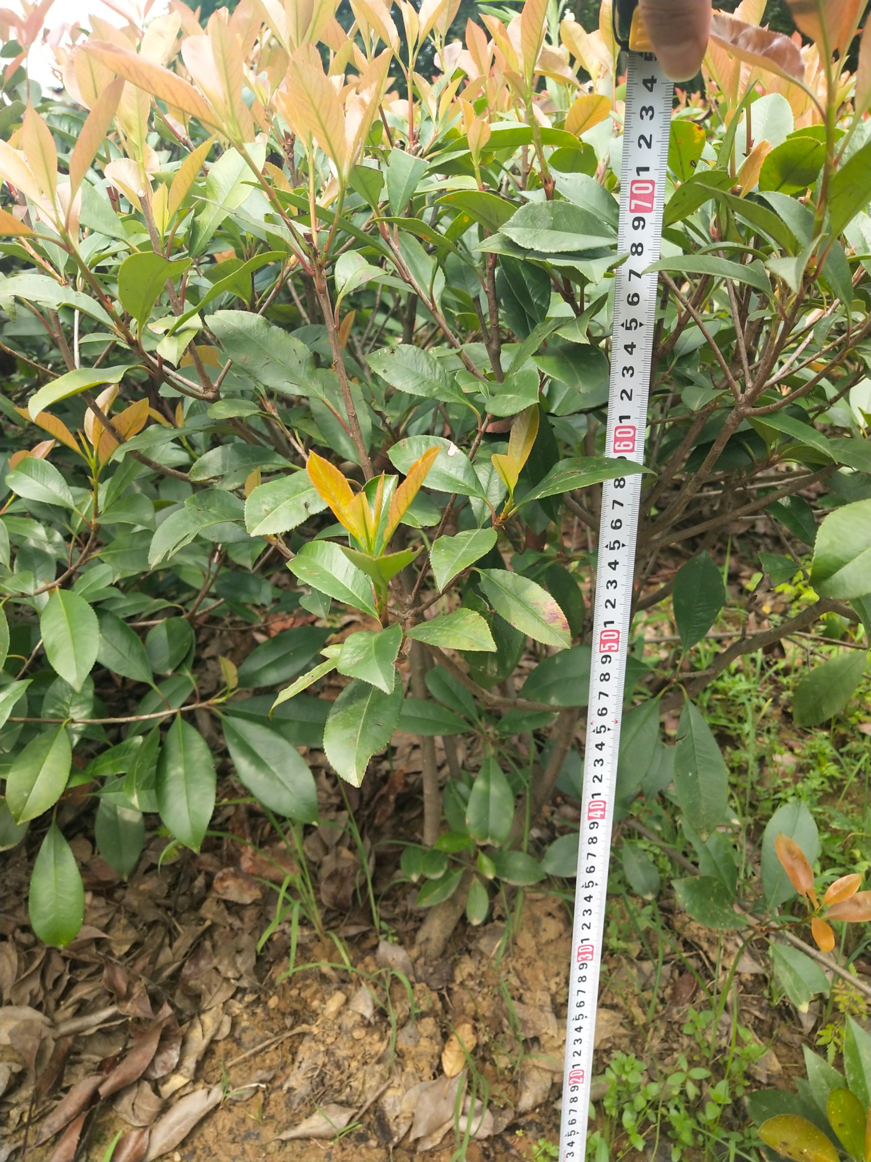 便宜处理了，红叶石楠毛球，白菜价