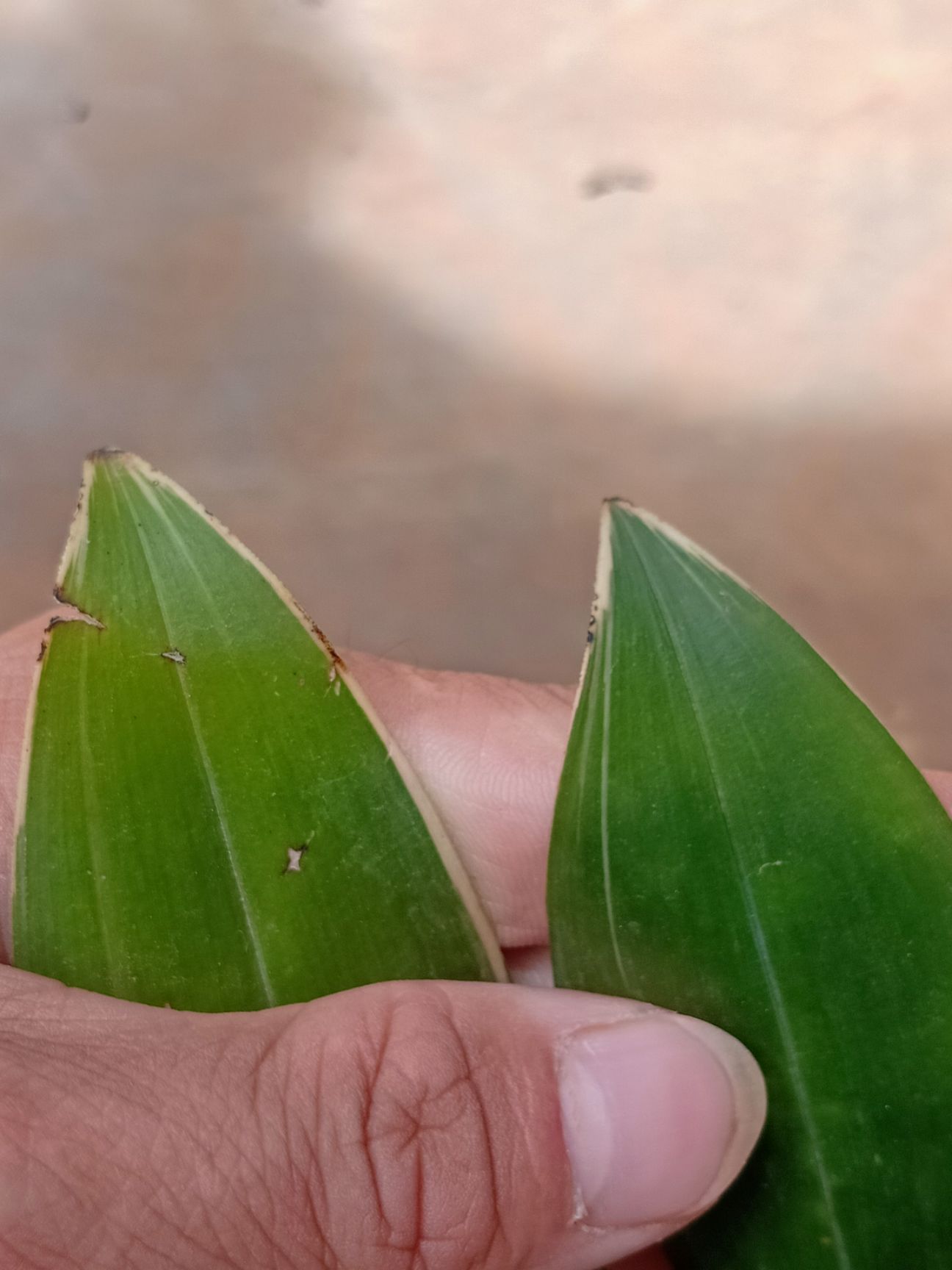 兔耳兰的各种艺草随机发喜欢什么艺可以提前预购