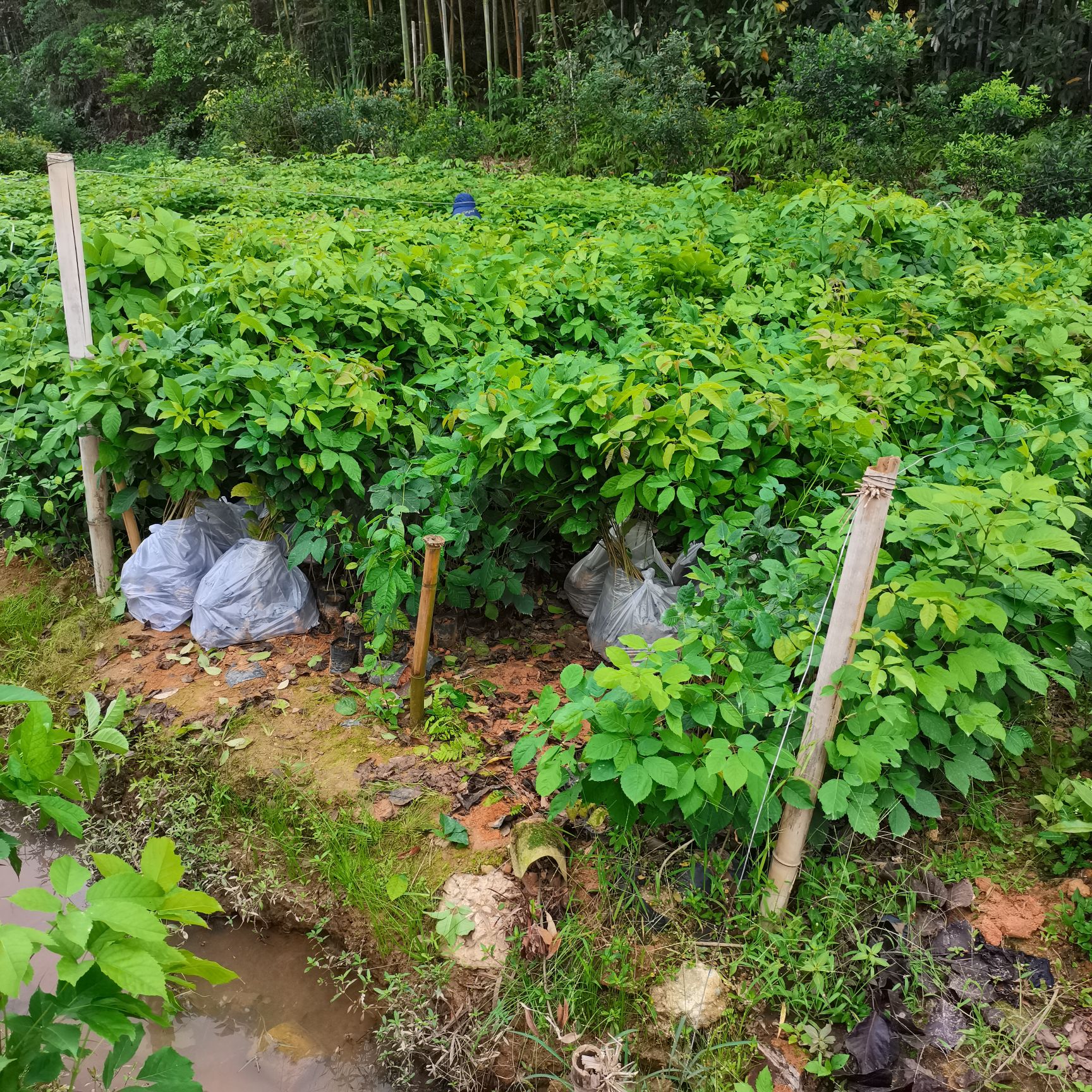 紫花风铃木，大绣球，快大品种