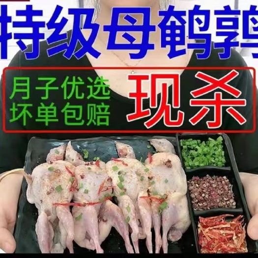 连城县淘汰鹌鹑老鸟，价格美丽，个头非常大