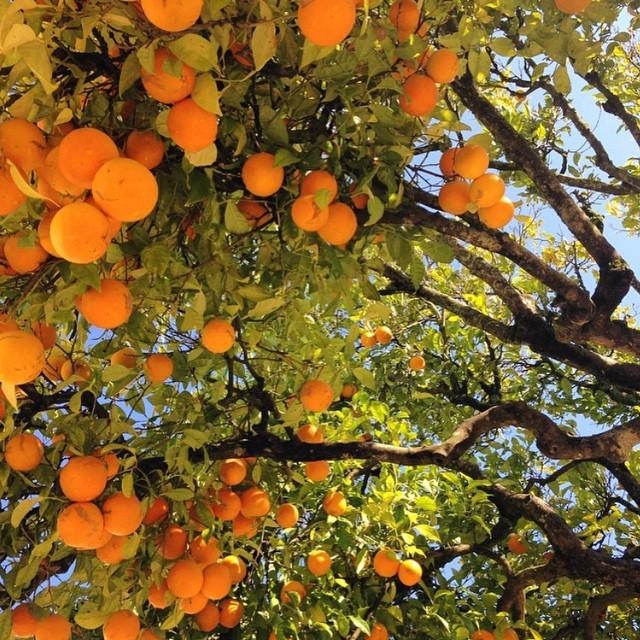 叶面肥  膨果型海藻精鱼蛋白