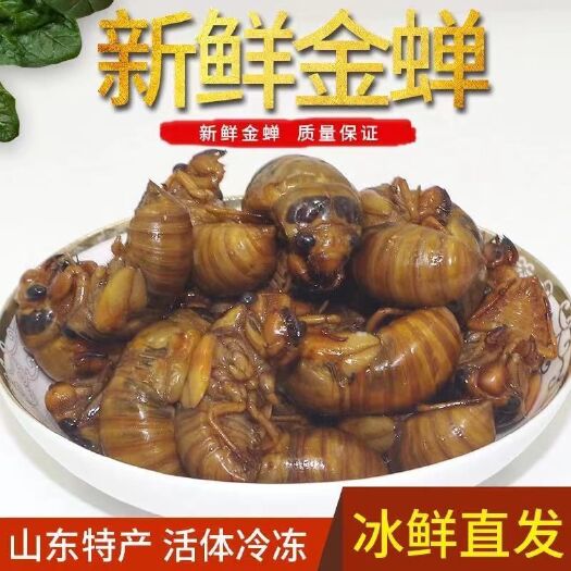 莘县金蝉，知了猴，