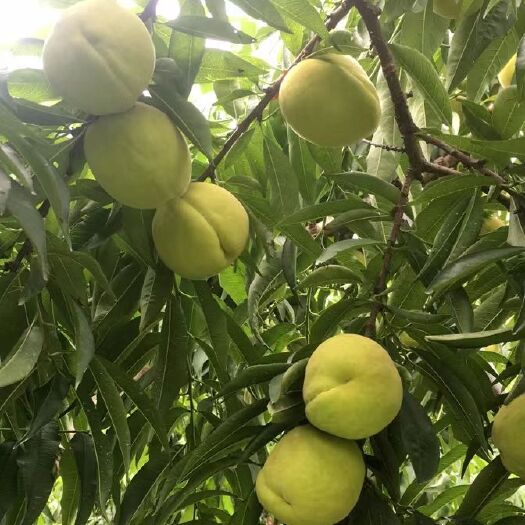 江陵县 三湖锦绣黄桃