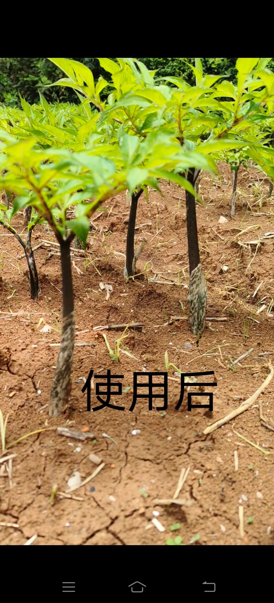 叶面肥  芋玉清  魔芋 玉米  苗后专用两不伤。