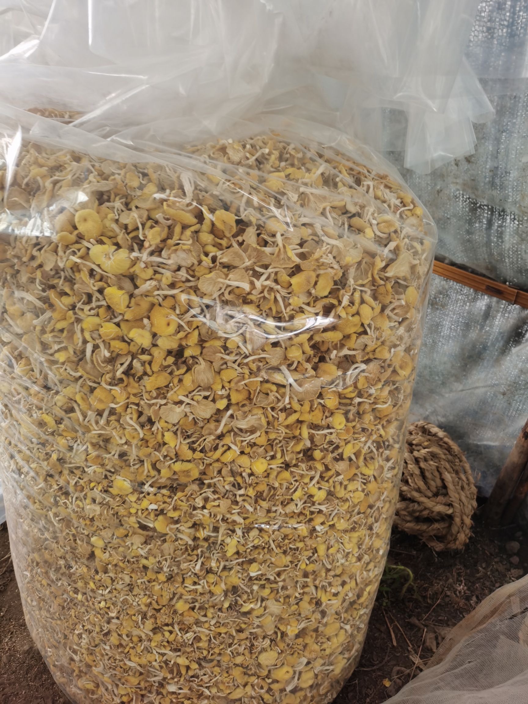 鸡油菌，黄蘑干，剪脚烘干 ，保质保量，产地直发，大量有货。