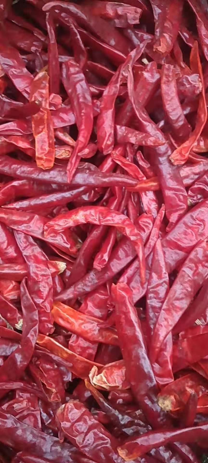 白皮蒜  农产品新鲜大蒜。代价来