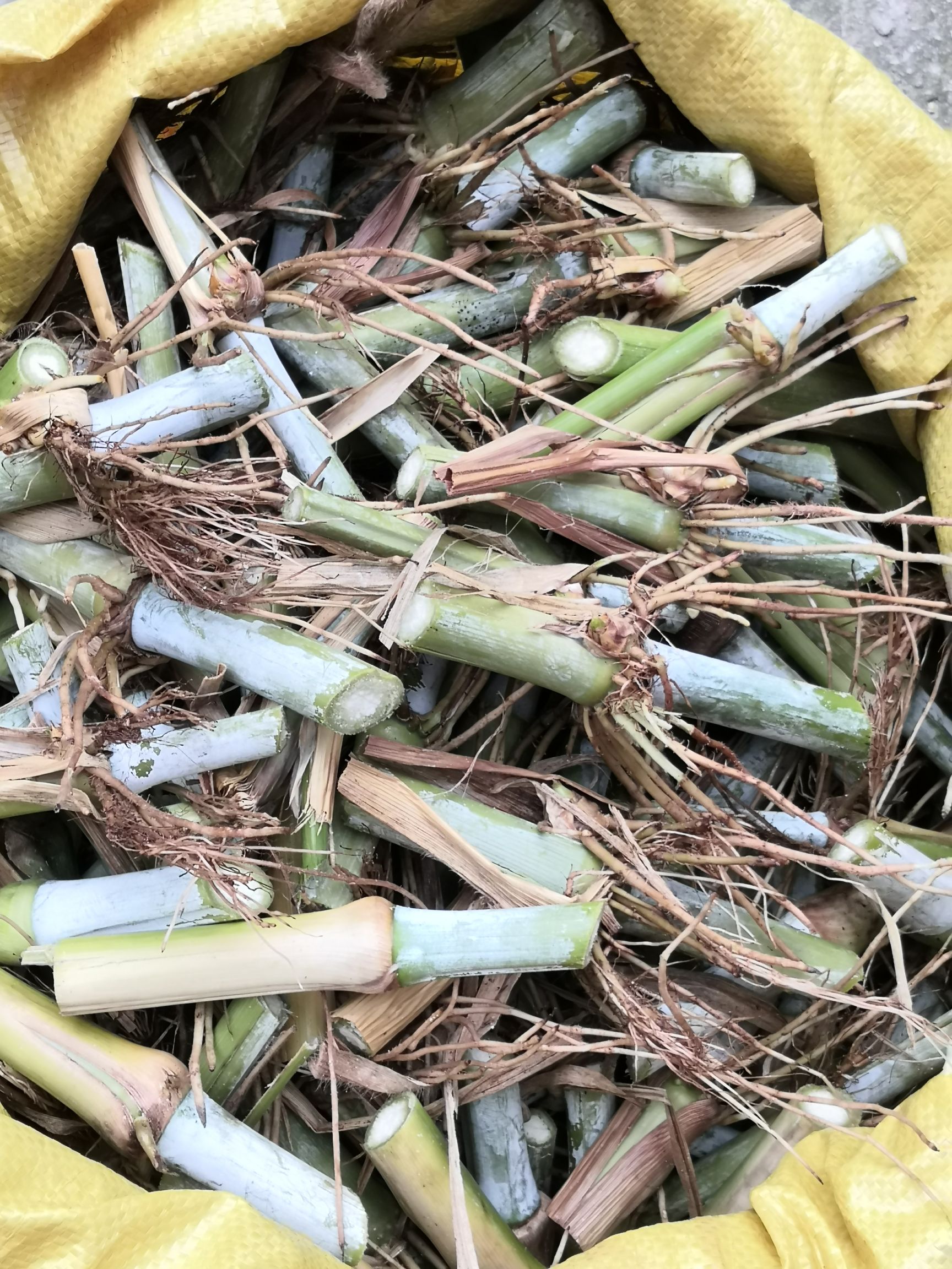 甜象草种子  甜象草、皇竹草草种