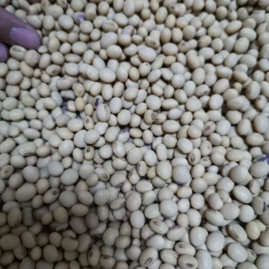 富顺县黄大豆  四川自贡市富顺县本地大豆还有最后万多斤，蛋白45
