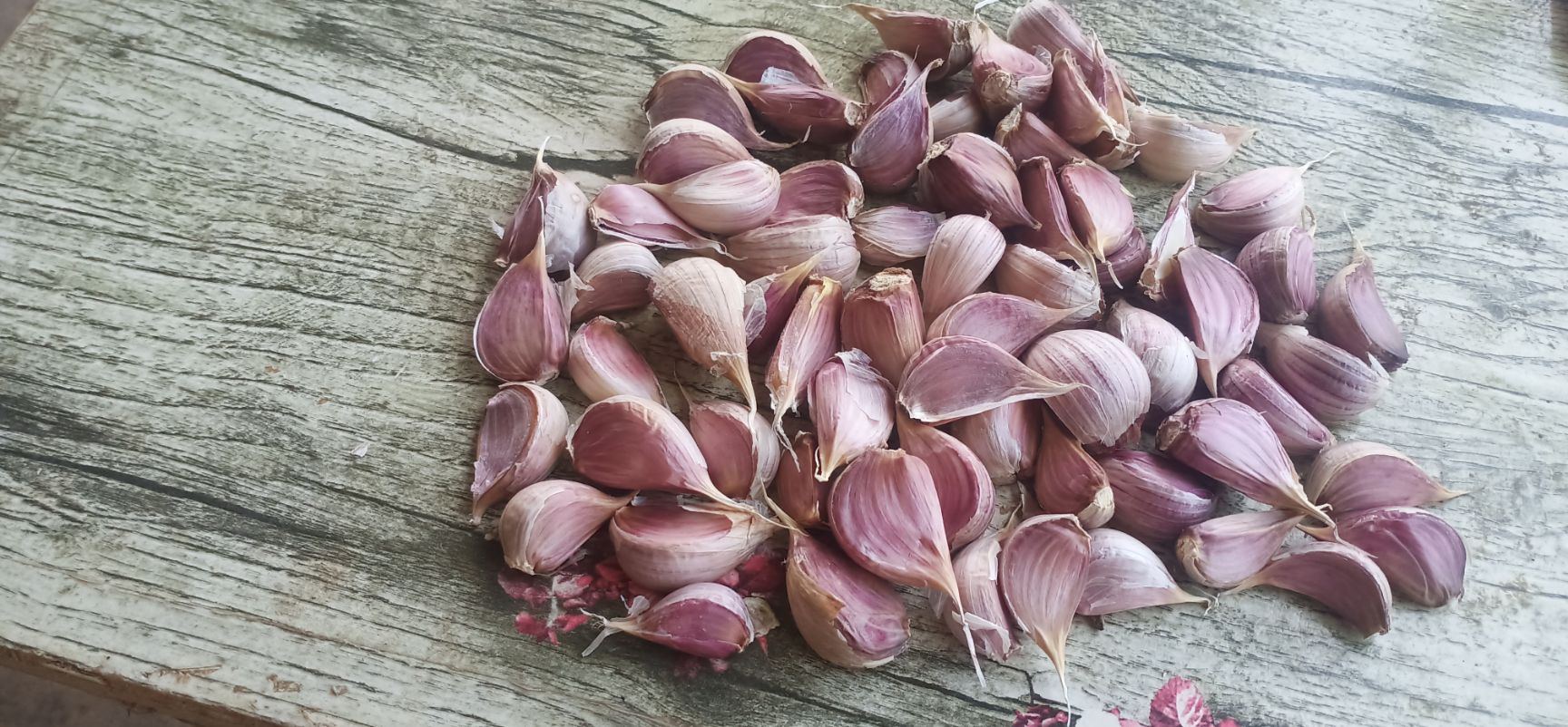 大蒜種子  蒜苗種子，四季紅根蒜苗種子，免費(fèi)提供技術(shù)