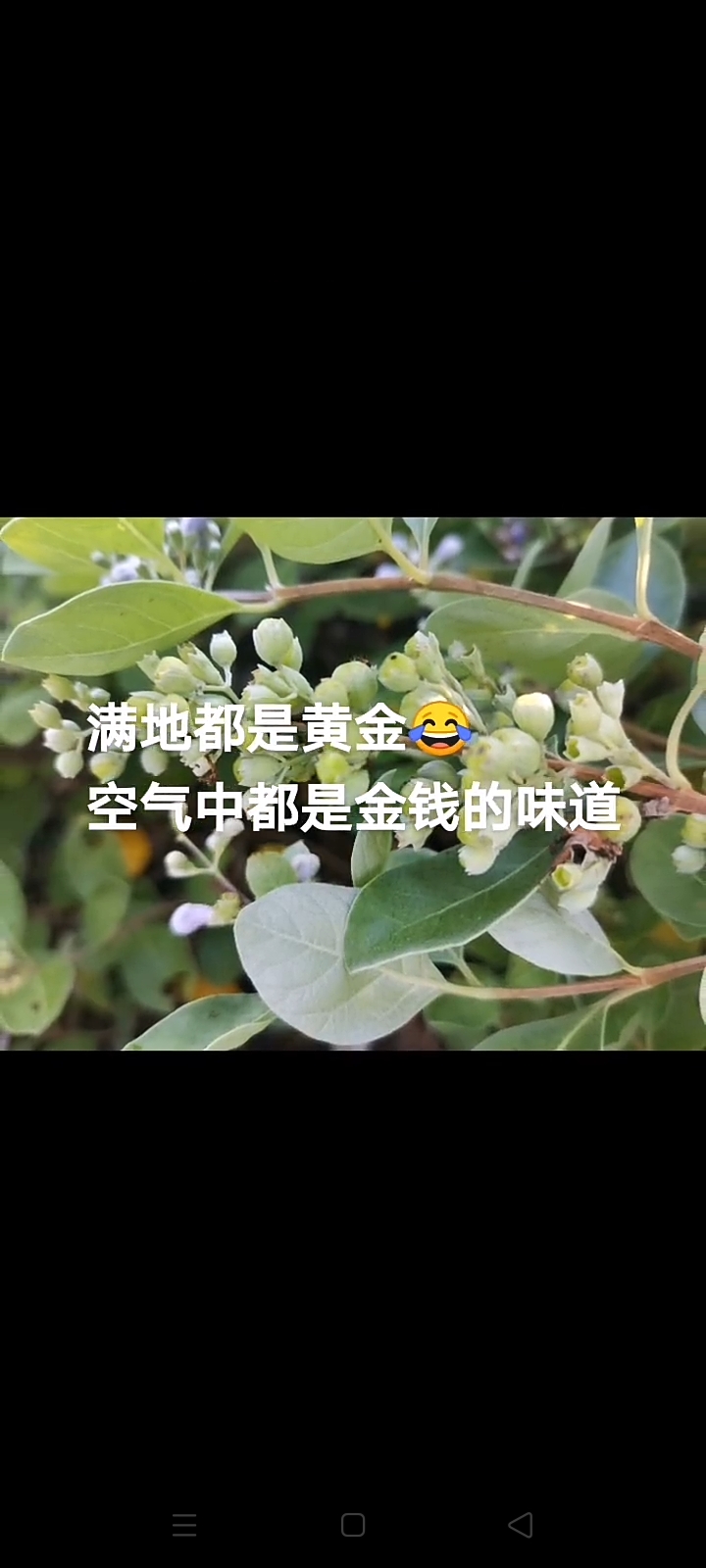 江西道地中藥材，單葉蔓荊子。