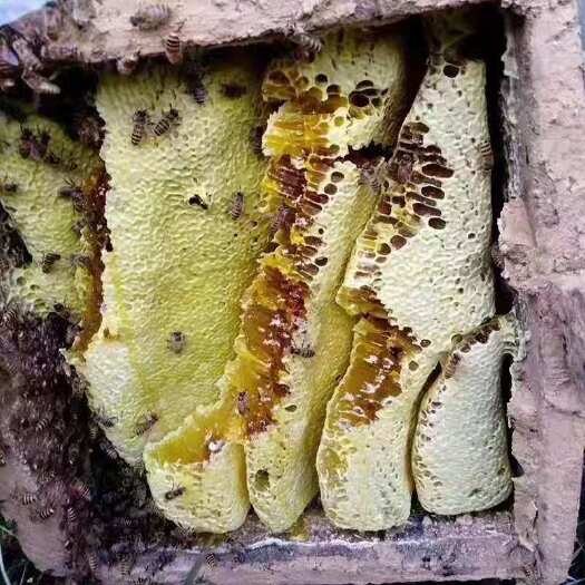 周至县 秦岭深山土蜂蜜