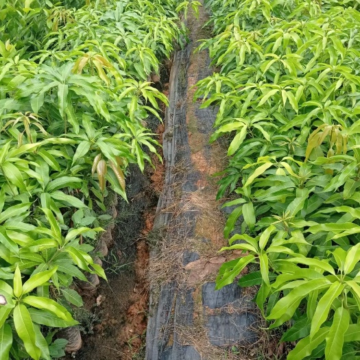 白沙县台农一号芒果苗  台农芒果苗