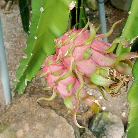 遂溪县 红心火龙果