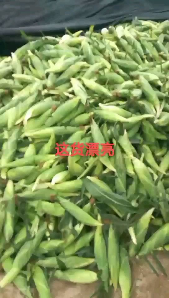 水果玉米鲜玉米
