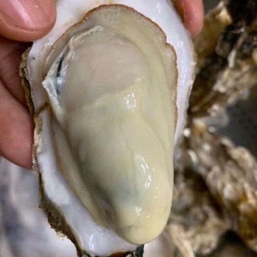 乳山市南泓村品牌 正宗三倍体乳山牡蛎，乳山生蚝