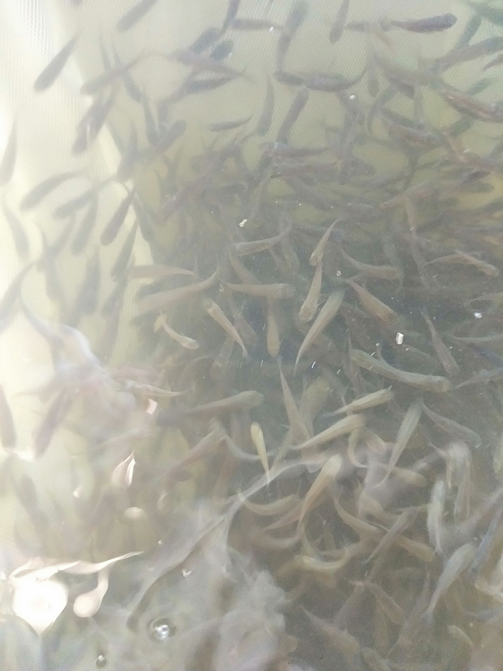 草鱼苗  草鱼鲩鱼苗