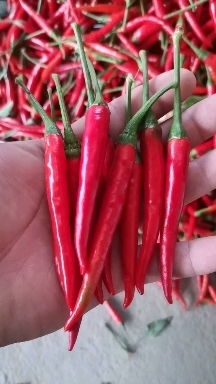 商丘河南商丘精品小米椒，艳红辣椒，需要的可以联系我！全国代收代发
