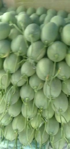 晓蜜25号 小蜜25