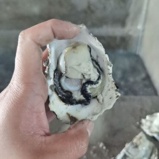 青岛长牡蛎  山东青岛黄岛海蛎子肥满，欢迎全国各地来批发1+  2+ 3+